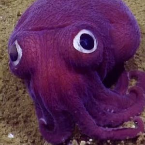 Meet your Posher, Max